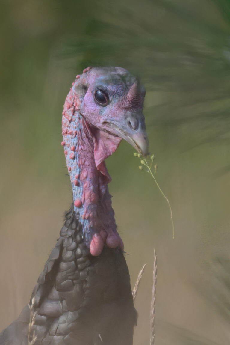 Transplanted Turkeys Have Become the Ultimate Locals