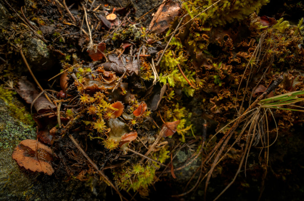 Wide Angle Macro Photograph of lichens and mosses, in NE Washington State
