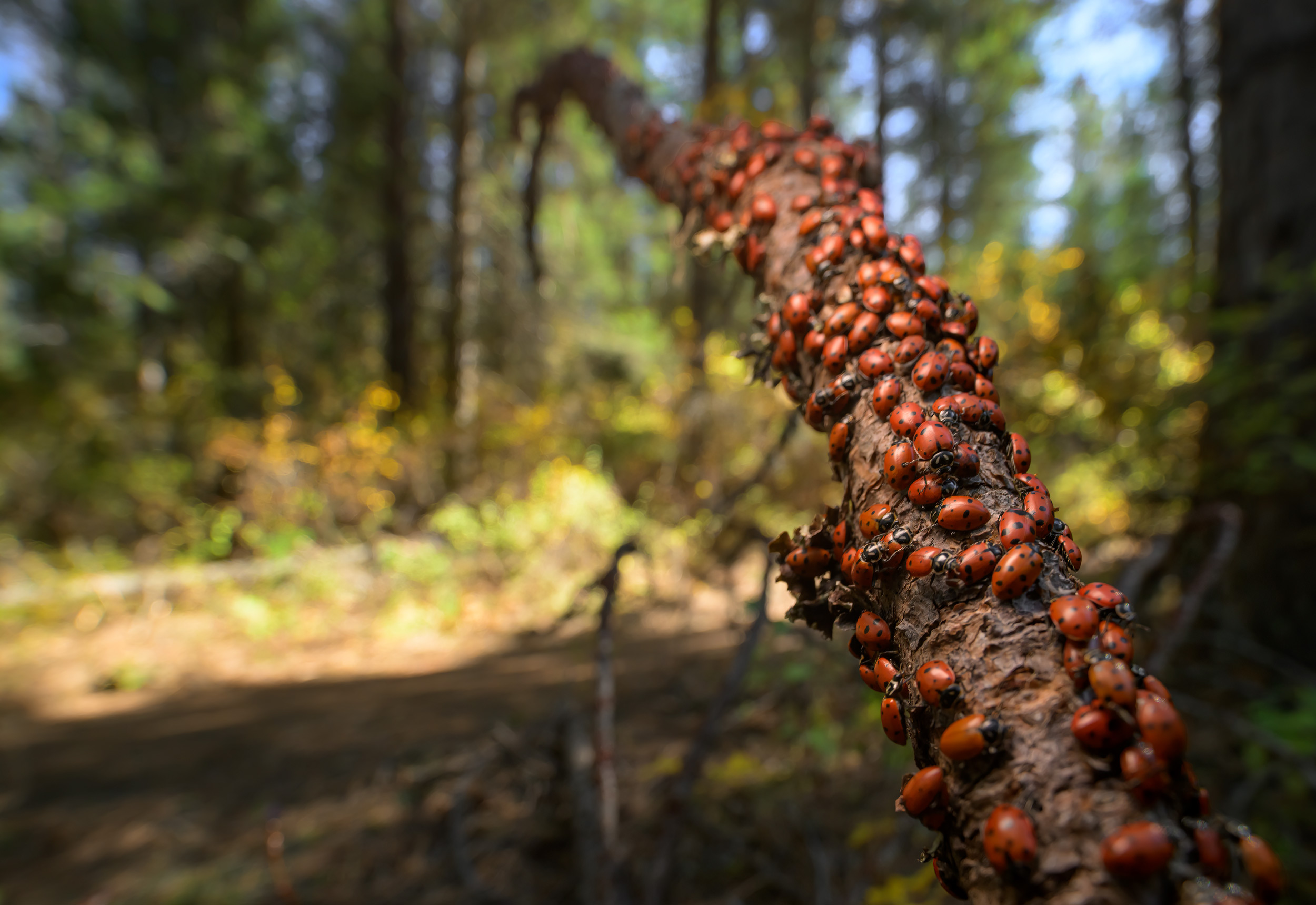 Ladybug congregation in Autumn/Fall in NE Washington State