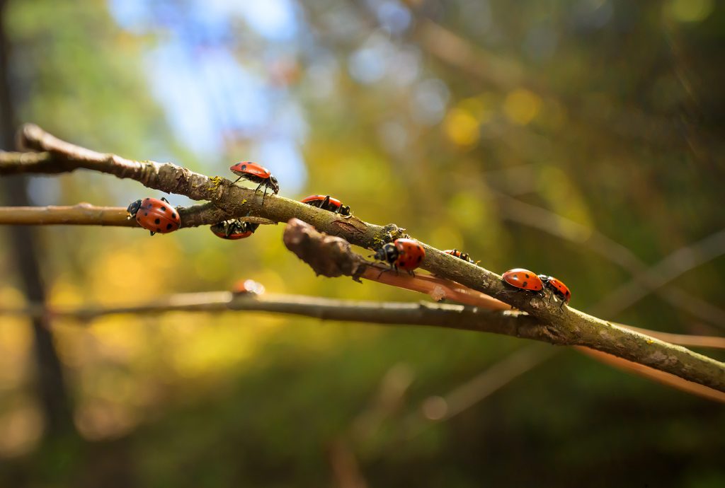 Wide Angle Macro image of many ladybugs on a twig in NE Washington State