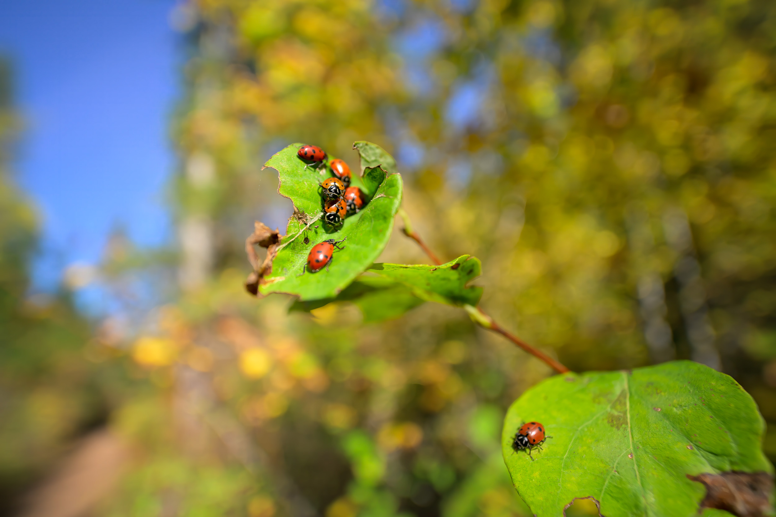 Ladybug concentration on some leaves in NE Washington State