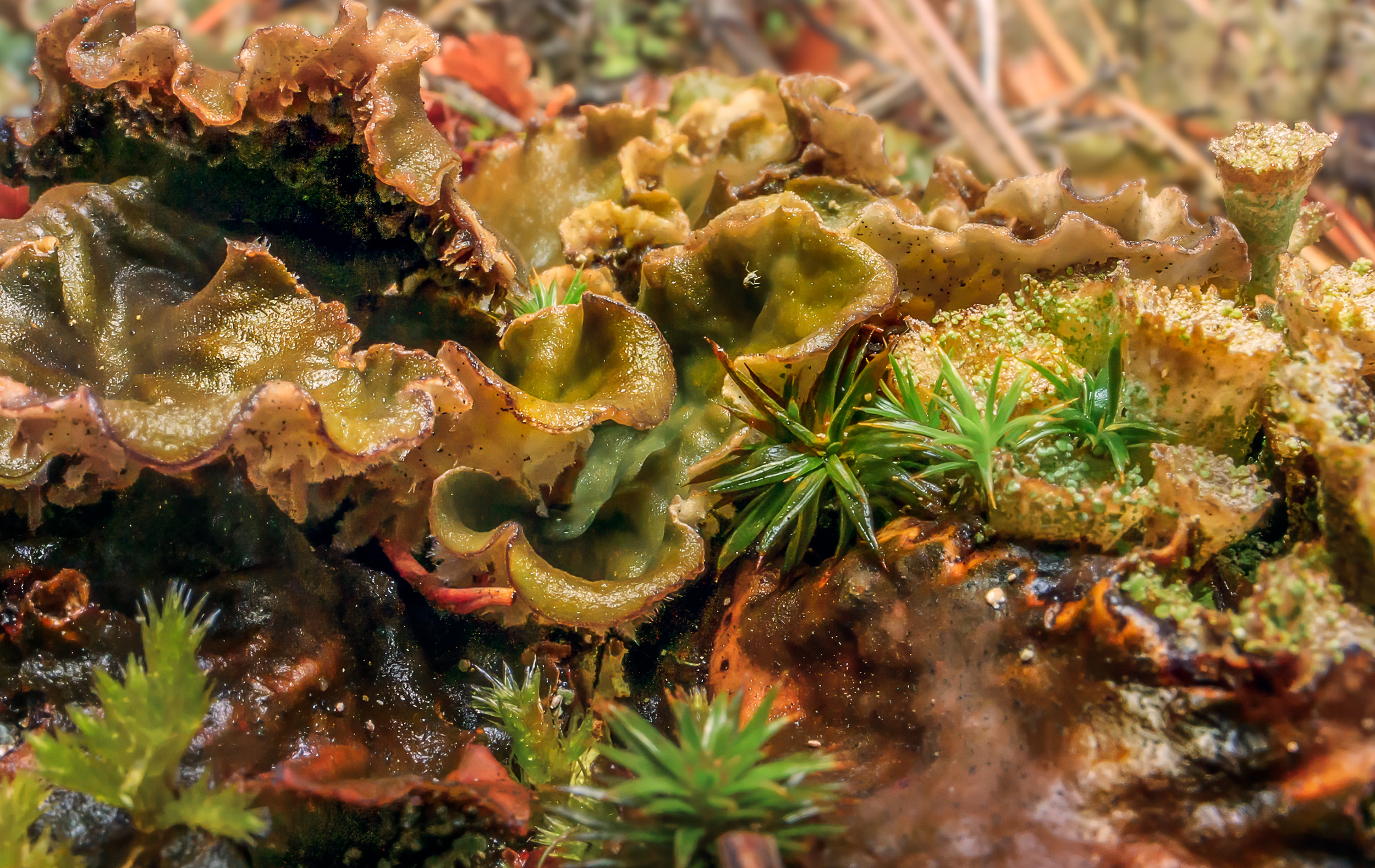Wide Angle Macro Photograph of lichens and mosses, in NE Washington State
