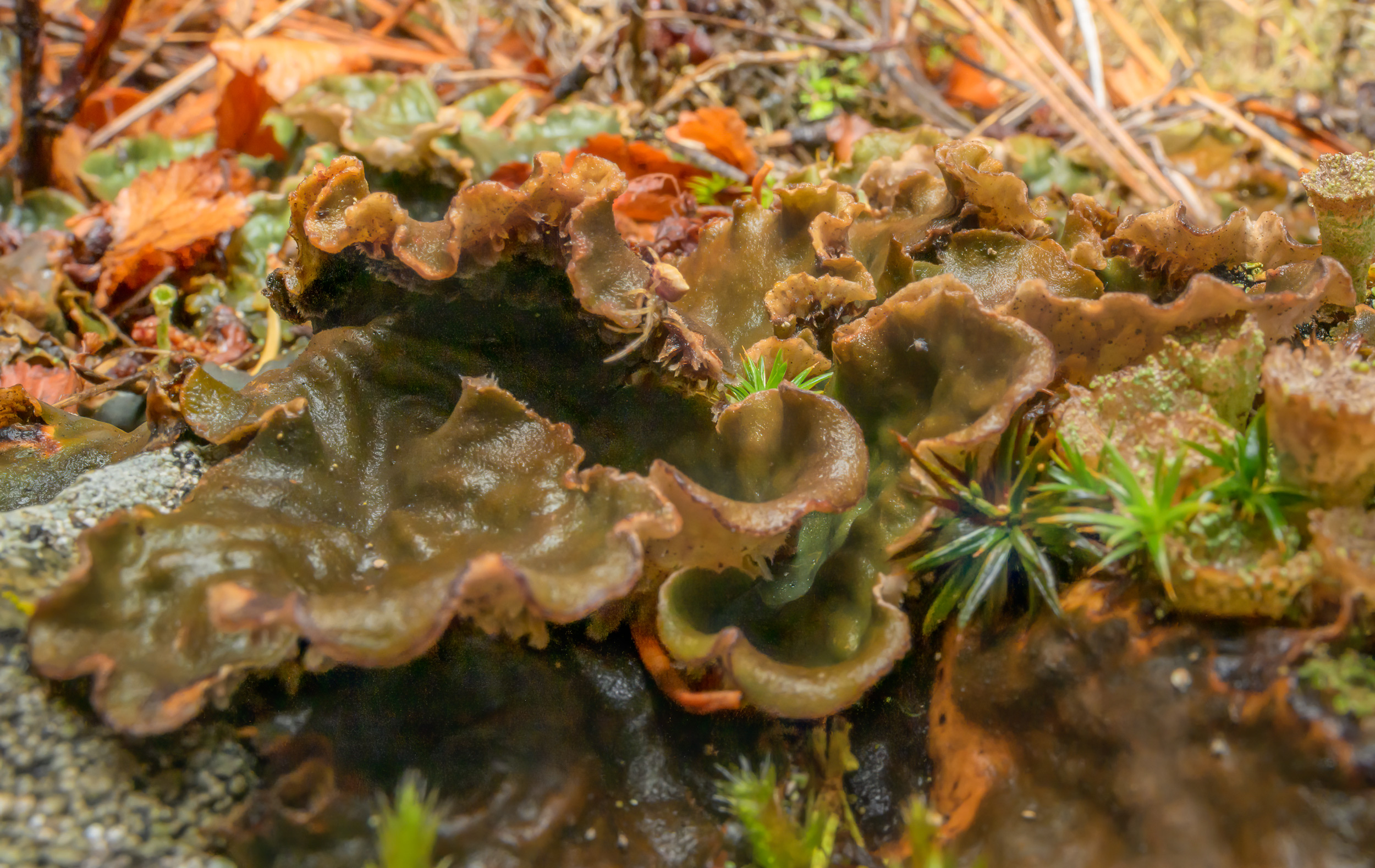 Wide Angle Macro Photograph of lichens and mosses with a tiny spider, in NE Washington State
