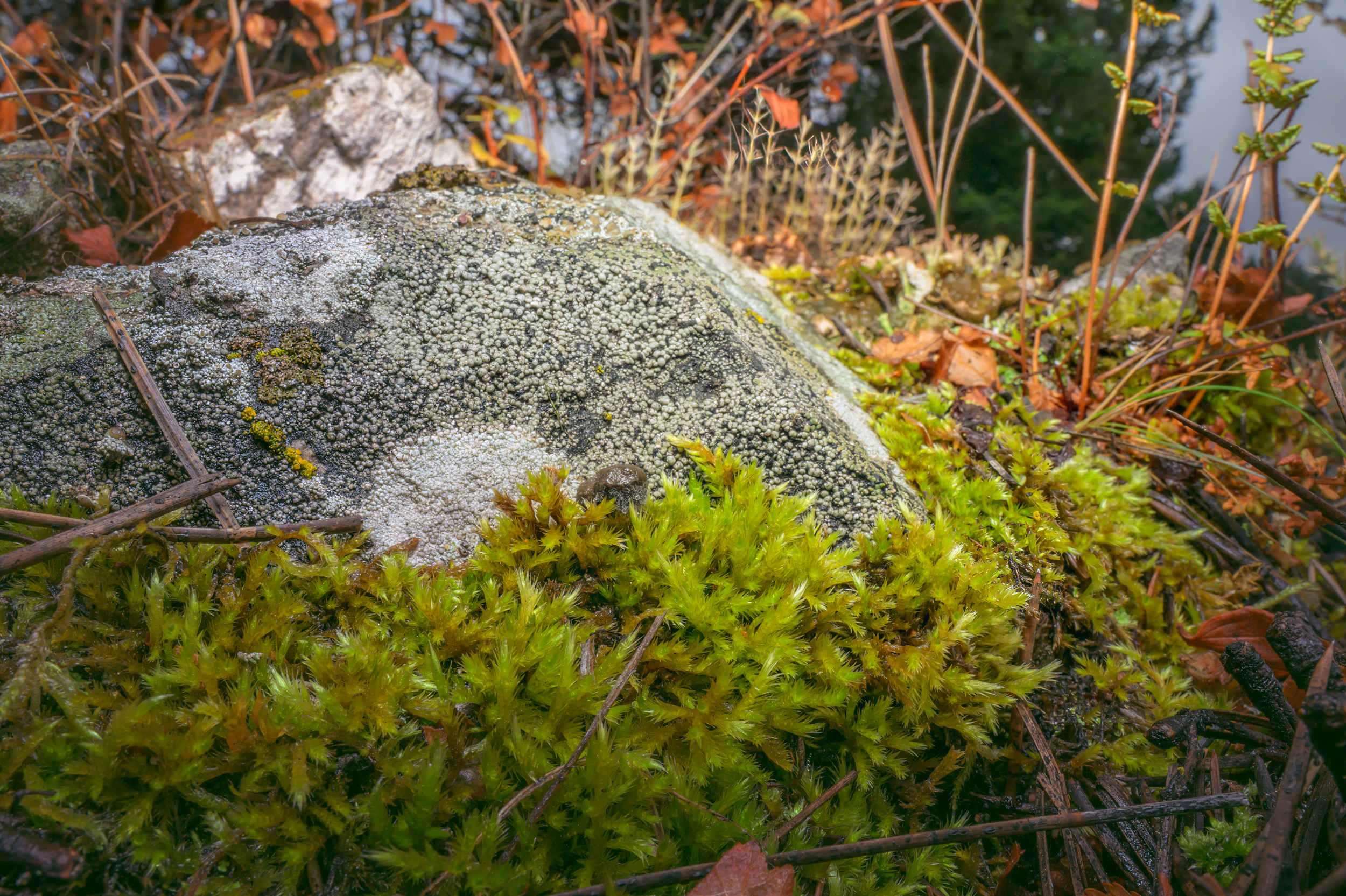 Wide Angle Macro Photograph of lichens and mosses, in NE Washington State
