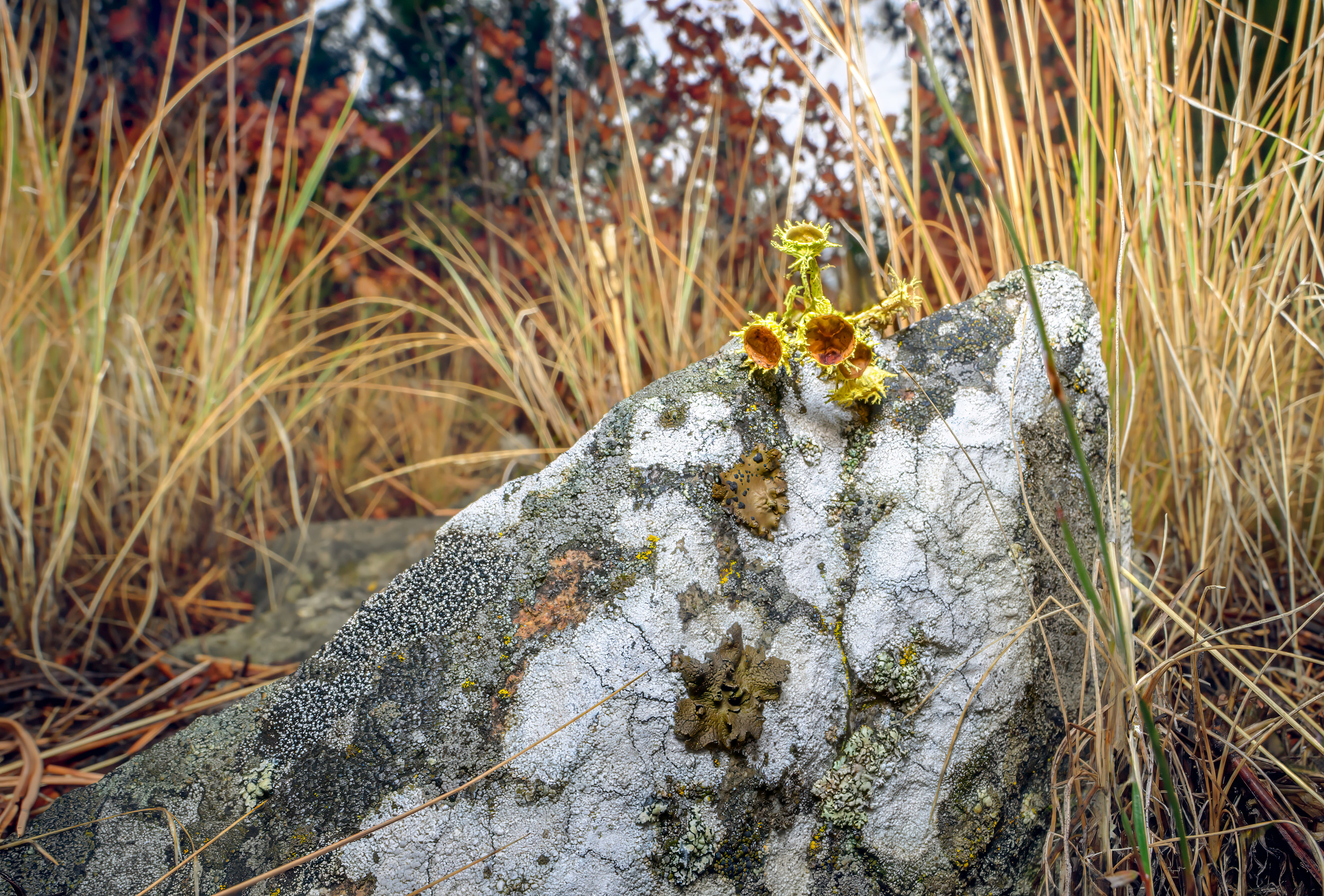 Wide Angle Macro Photograph of lichens and mosses, in NE Washington State
