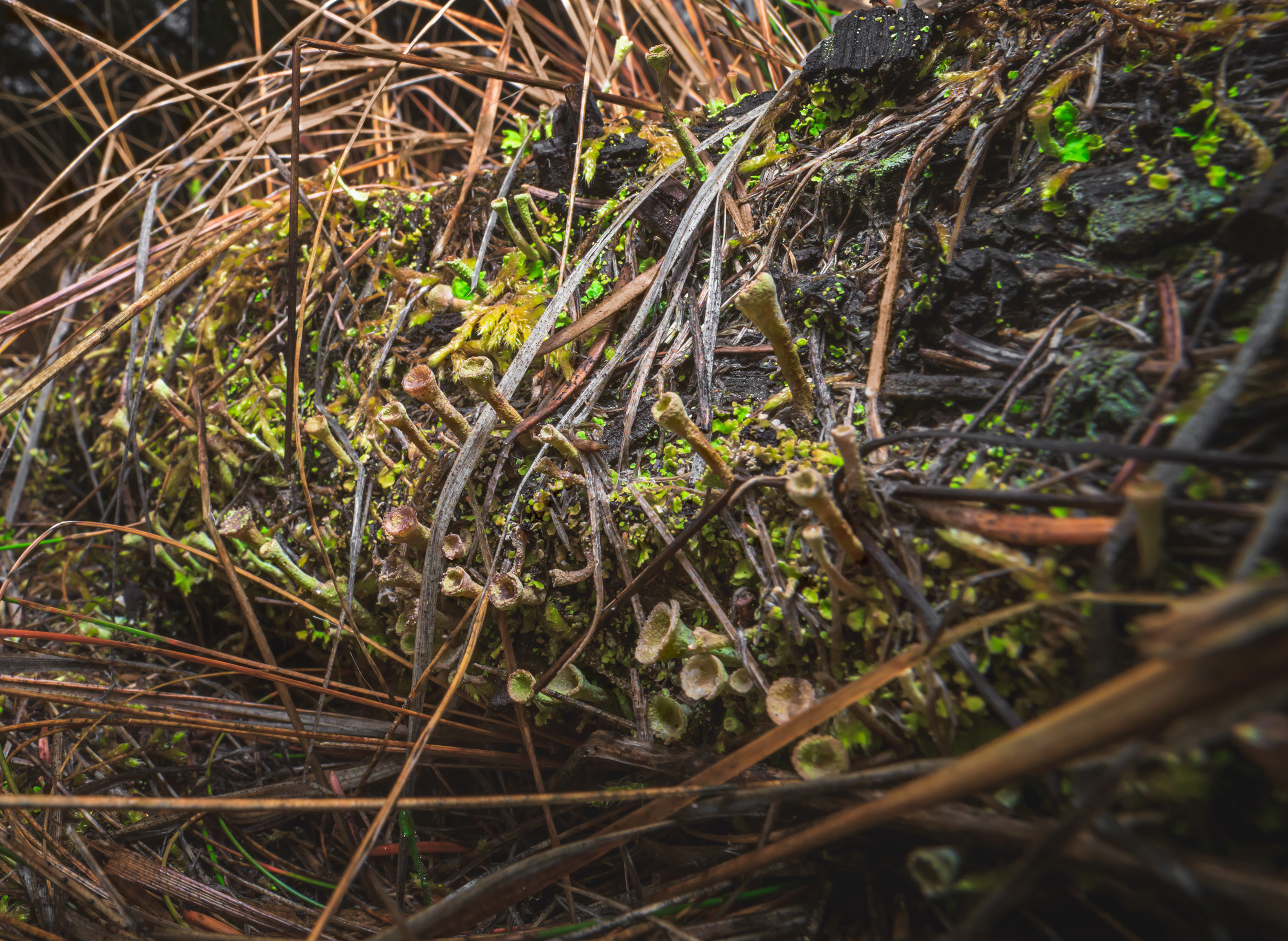 Wide Angle Macro Photograph of lichens and mosses on a log in NE Washington State
