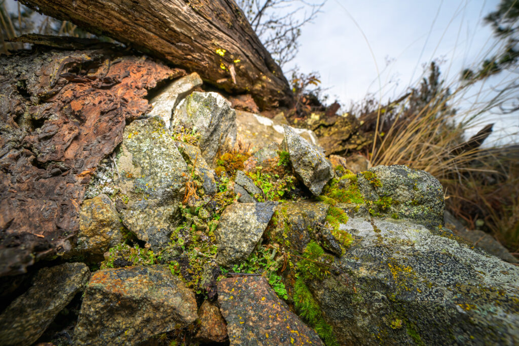 Wide Angle Macro Photograph of lichens and mosses, in NE Washington State
