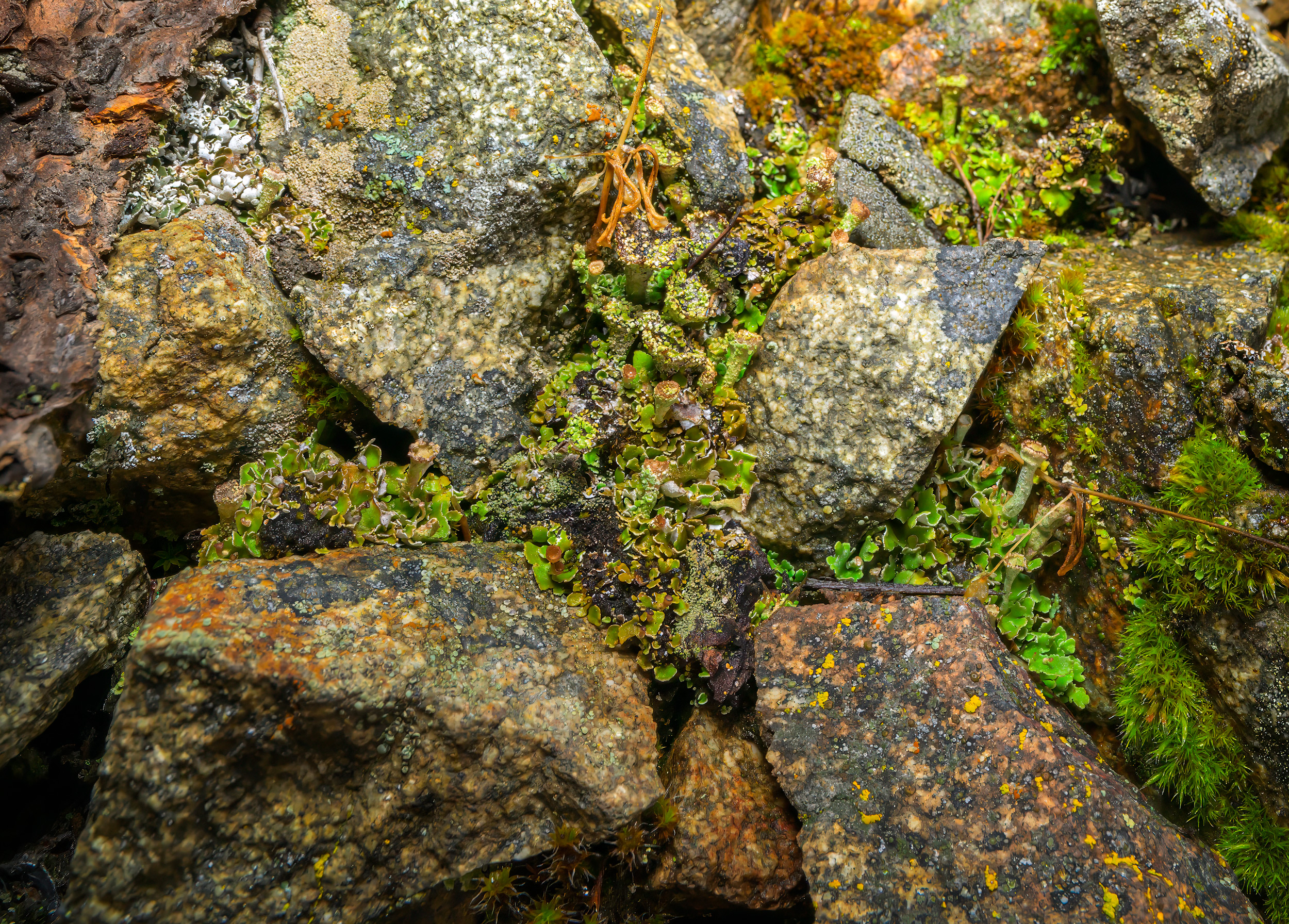 Wide Angle Macro Photograph of lichens and mosses, in NE Washington State
