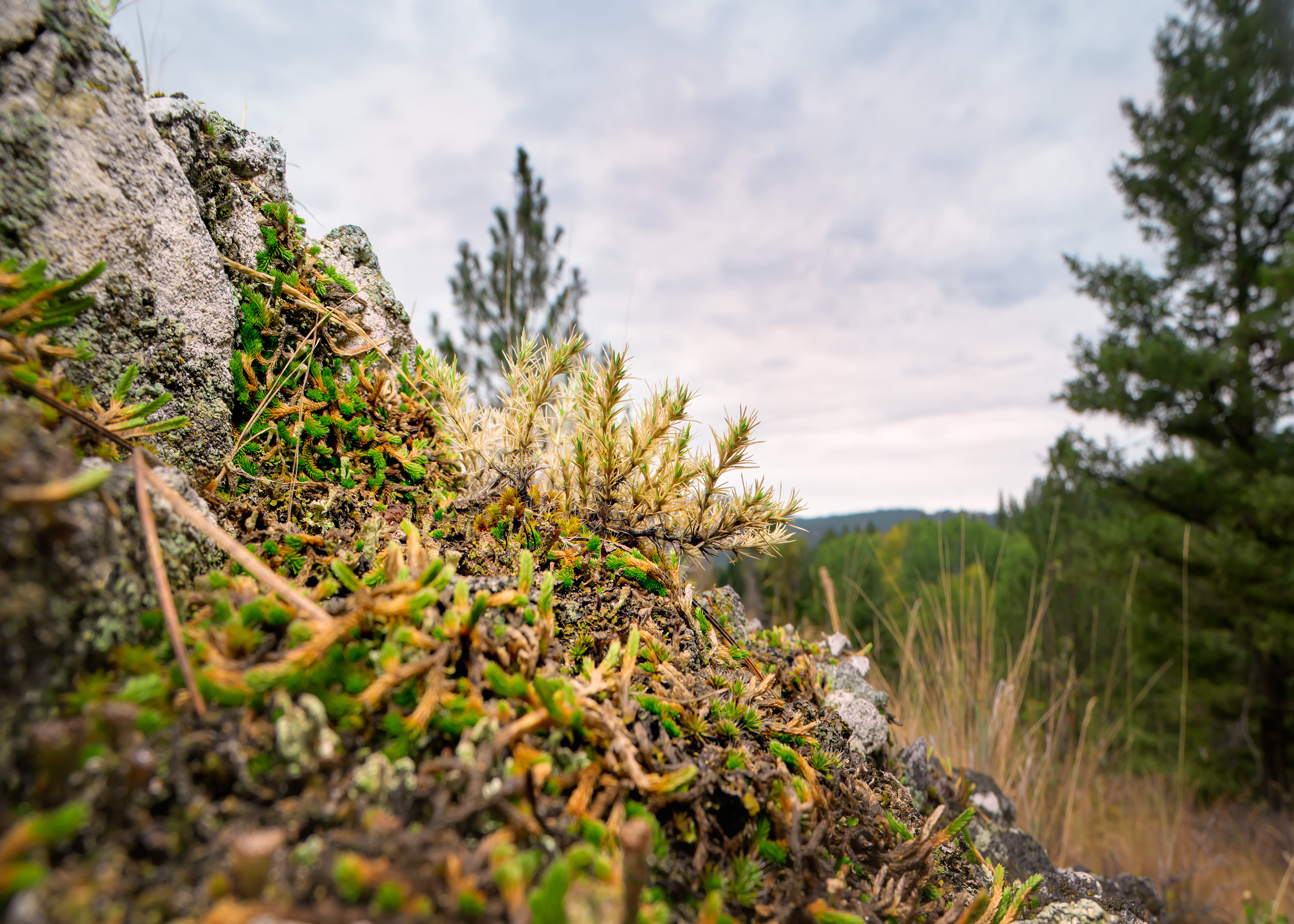 Wide Angle Macro Photograph of lichens and mosses, in NE Washington State
